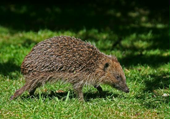 Hedgehog <i>Erinaceus europaeus</i>